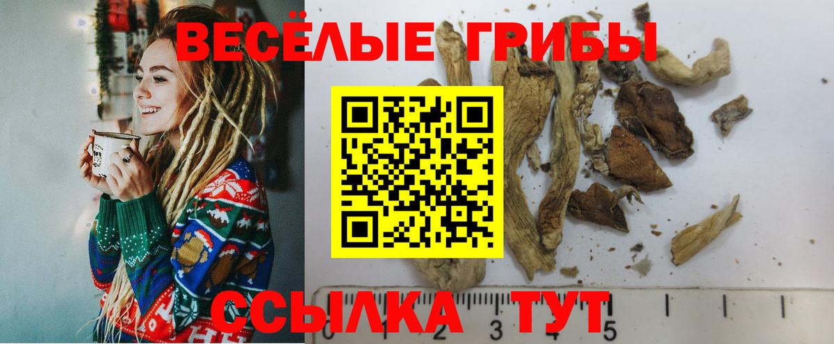 Тара  что такое наркотик  Псилоцибиновые грибы прущие грибы  Вход с VPN  Псилоцибиновые грибы Psilocybe 